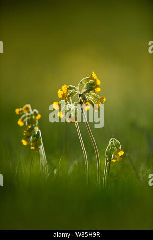 Cowslips (Primula Veris) wachsen in der Blumenwiese, North Norfolk, UK, April. Stockfoto