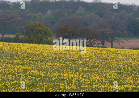 Cowslips (Primula Veris) wachsen in der Blumenwiese, North Norfolk, UK, April 2014. Stockfoto