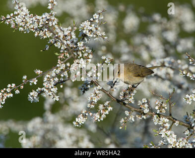 Chiffchaff (Phylloscopus collybita), Sanddorn, Norfolk, UK April thront. Stockfoto