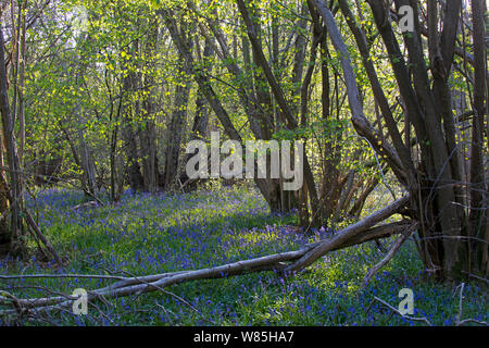 Bluebells (Hyacinthoides non-scripta) in Wäldern, Foxley Holz NNR und Norfolk Wildlife Trust finden, Norfolk, UK, April. Stockfoto