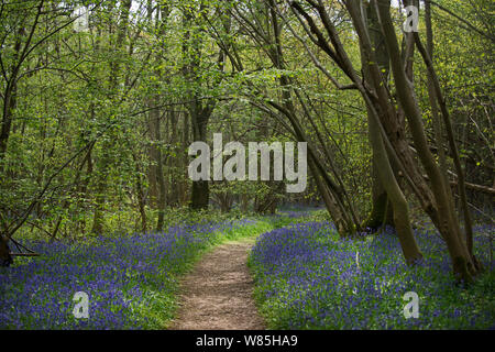 Pfad durch den Wald mit Glockenblumen (Hyacinthoides non-scripta) Foxley Holz, NNR und Norfolk Wildlife Trust finden, Norfolk, UK, April 2014. Stockfoto