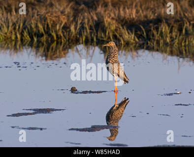 Kampfläufer (Philomachus pugnax) männlich stehend im Wasser auf Frühling Passage, Liminganlahti, Finnland, April. Stockfoto