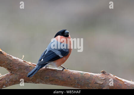 Eurasischen Gimpel (Pyrrhula pyrrhula) männlichen auf Zweig, Finnland, April. Stockfoto