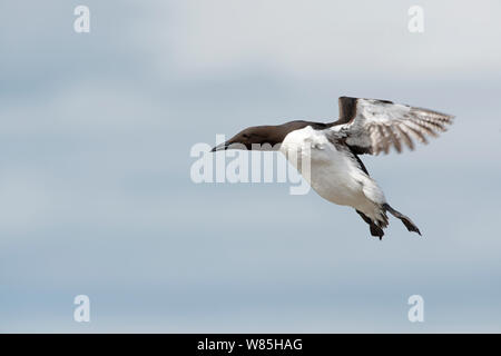 Gemeinsame Guillemot/Common murre (Uria aalge) an, Inner Farne, Farne Islands, Northumberland, Großbritannien, Mai. Stockfoto