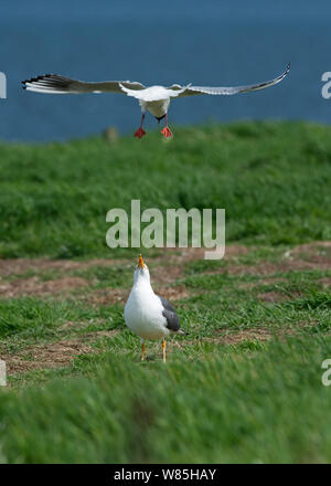 Lachmöwe (Chroicocephalus ridibundus) mobbing Heringsmöwe (Larus fuscus), die versuchte, Eier aus tern Kolonie zu stehlen. Inner Farne, Farne Islands, Northumberland, Großbritannien, Mai. Stockfoto