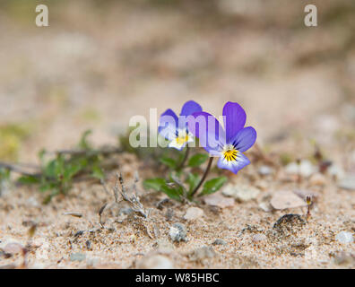 Wildes Stiefmütterchen (Viola tricolor) in Sand dune wächst, Sand der Forvie National Nature Reserve, Aberdeenshire, Schottland, Juni. Stockfoto