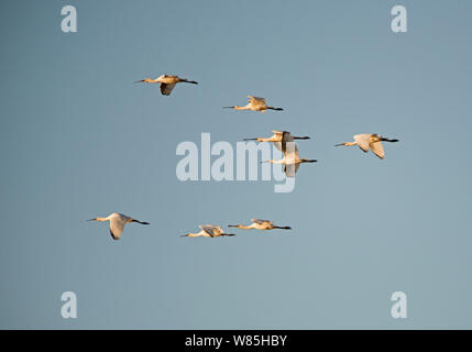 Löffler (Platalea leucorodia) Cley, Norfolk, Großbritannien, Juli. Stockfoto