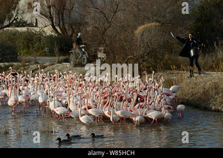 Mann stillen Schar von Flamingos (Phoenicopterus Roseus) Camargue, Frankreich, Februar. Stockfoto