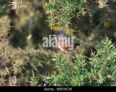 Dartford Warbler (Sylvia undata) im Ginster Bush, Norfolk, UK, Mai. Stockfoto