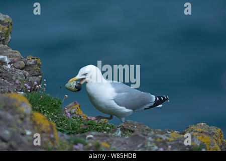 Silbermöwe (Larus argentatus) mit tordalk (Alca torda) Ei. Fowlsheugh RSPB Reservat, Aberdeenshire, Schottland, Juni. Stockfoto