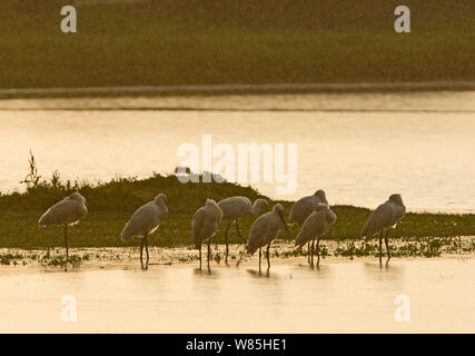 Löffler (Platalea leucorodia) in der Abenddämmerung, Cley, Norfolk Wildlife Reserve, Norfolk, Großbritannien, Juli. Stockfoto