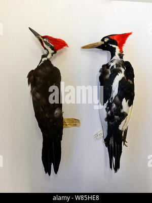 Skins von ausgestorbenen Ivory-billed woodpecker (Campephilus Principalis) Männchen (rechts) im Vergleich mit Pileated Woodpecker (Dryocopus pileatus) Männchen (links). Natural History Museum, Tring, Großbritannien. Stockfoto