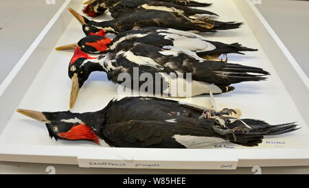 Ivory-billed woodpecker (Campephilus Principalis) Skins, Natural History Museum, Tring, Großbritannien. Ausgestorbene Arten, trat in den USA und Kuba. Stockfoto