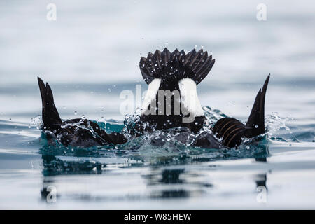 Männliche König Eiderente (Somateria californica) tauchen. Batsfjord, Norwegen, März. Stockfoto