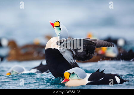 Erwachsene männliche König Eiderente (Somateria californica) stretching Flügeln. Batsfjord, Norwegen, März. Stockfoto