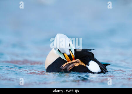 Erwachsene männliche König Eiderente (Somateria californica) kratzen Kopf mit Fuß. Batsfjord, Norwegen, März. Stockfoto