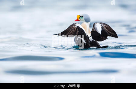 Erwachsene männliche König Eiderente (Somateria californica) stretching Flügeln. Batsfjord, Norwegen, März. Stockfoto