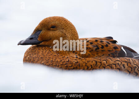 Frau König Eiderente (Somateria californica) Porträt, Batsfjord, Norwegen, März. Stockfoto