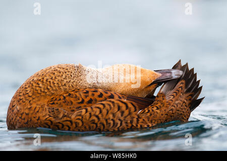 Frau König Eiderente (Somateria californica) putzen Schwanzfedern, Batsfjord, Norwegen, März. Stockfoto