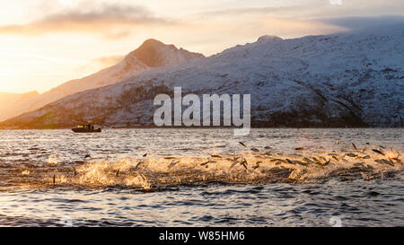 Hunderte von Hering (Clupea harengus) aus dem Wasser springen zu entkommen bubble-Netz Buckelwale (Megaptera novaeangliae) Angriff von unten. Boot im Hintergrund. Kvaloya, Troms, Norwegen im Norden. November. Stockfoto