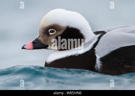 Nahaufnahme der männlichen Eisente (Clangula hyemalis) Batsfjord, Norwegen. März. Stockfoto