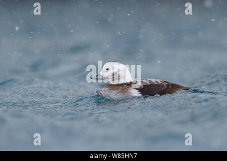 Weibliche Eisente (Clangula hyemalis) auf dem Meer, Batsfjord, Norwegen. März. Stockfoto