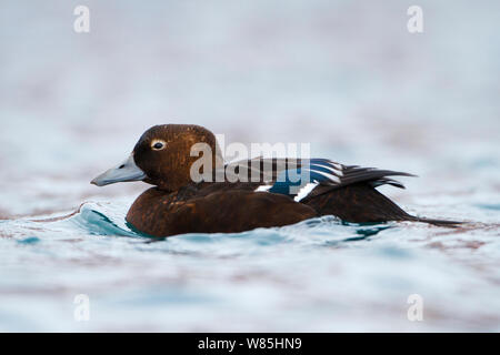 Weibliche Steller&#39;s Eider (Polysticta stelleri) Batsfjord, Norwegen. März. Stockfoto