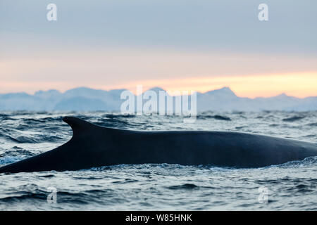 Finnwale (Balaenoptera physalus), die an der Oberfläche angezeigt Rückenflosse. In der Nähe von Andfjorden Andoya, Nordland, Norwegen im Norden. Januar. Stockfoto