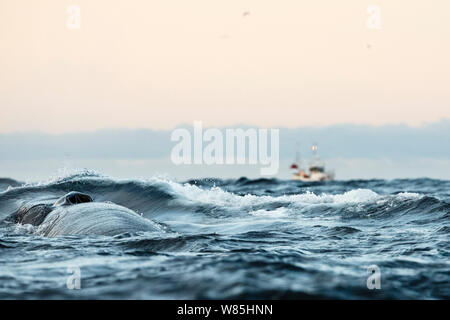 Finnwale (Balaenoptera physalus), die an der Oberfläche angezeigt Blow Hole. Angeln Boot im Hintergrund. In der Nähe von Andfjorden Andoya, Nordland, Norwegen im Norden. Januar. Stockfoto