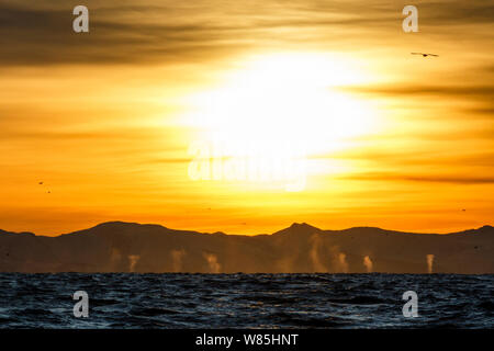 Abendsonne auf dem Fjord mit Schlägen von mehreren Buckelwale (Megaptera novaeangliae) und der Finnwale (Balaenoptera physalus) in der Ferne. In der Nähe von Andfjorden Andoya, Nordland, Norwegen im Norden. Januar. Stockfoto