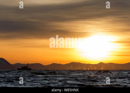 Abendsonne am Fjord mit den Schlägen mehrere Buckelwale (Megaptera novaeangliae) und der Finnwale (Balaenoptera physalus) im Horizont. In der Nähe von Andfjorden Andoya, Nordland, Norwegen im Norden. Januar. Stockfoto