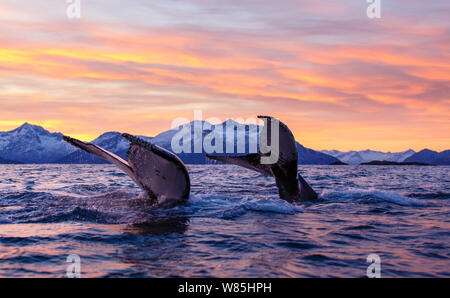 Zwei Buckelwale (Megaptera novaeangliae) Tauchen während der Polarnacht, Kvaloya, Troms, Norwegen im Norden. November. Stockfoto