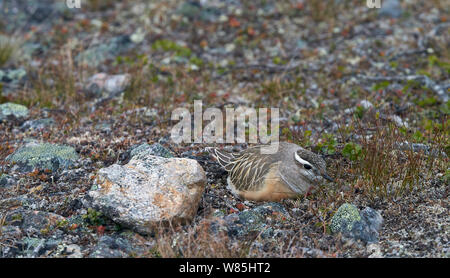 Dotterel (Charadrius morinellus) sitzen auf Nest, Kiilopaa, Inari, Finnland, Juni. Stockfoto