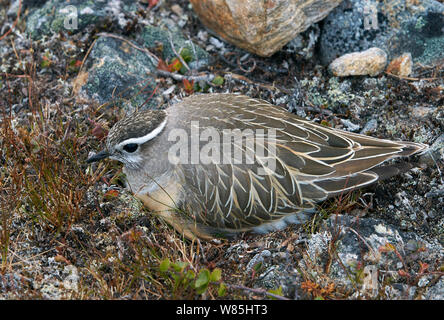 Dotterel (Charadrius morinellus) sitzen auf Nest, Kiilopaa, Inari, Finnland, Juni. Stockfoto