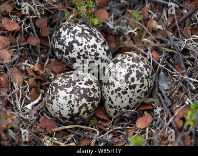 Goldregenpfeifer (Pluvialis apricaria) Nest mit Eiern, Norwegen, Juni. Stockfoto