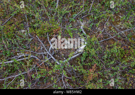 Goldregenpfeifer (Pluvialis apricaria) Nest mit Eiern, Norwegen, Juni. Stockfoto