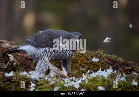 Habicht (Accipiter gentilis) zupfen ein willow Grouse (Lagopus lagopus), Norwegen, Oktober. Stockfoto