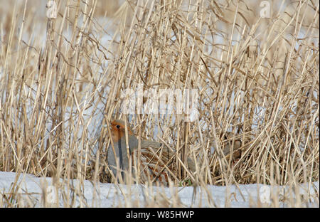 Rebhuhn (Perdix perdix) männlich und weiblich in Gras, Liminka, Finnland, März. Stockfoto