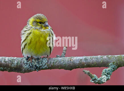 Girlitz (Serinus serinus) auf Zweig, Uto, Finnland, November thront. Stockfoto