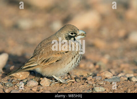 Thick-billed Lerche (Ramphocoris clotbey) Ernährung, Marokko, März. Stockfoto