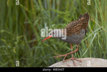 Wasserralle (Rallus Aquaticus) auf Rock, Uto, Parainen, Finnland August. Stockfoto