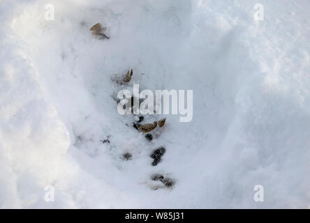 Federn im Schnee Höhle durch willow Grouse (Lagopus lagopus), Kuusamo, Finnland, Juni. Stockfoto