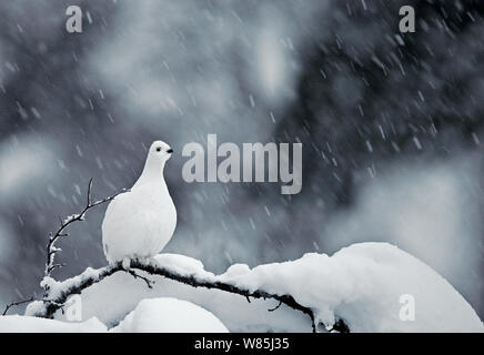 Moorschneehuhn (Lagopus Lagopus) thront auf Zweig, Kiilopaa, Inari, Finnland, Januar. Stockfoto