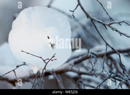 Moorschneehuhn (Lagopus Lagopus) thront auf Zweig, Kiilopaa, Inari, Finnland, Januar. Stockfoto