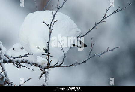 Moorschneehuhn (Lagopus Lagopus) thront auf Zweig, Kiilopaa, Inari, Finnland, Januar. Stockfoto