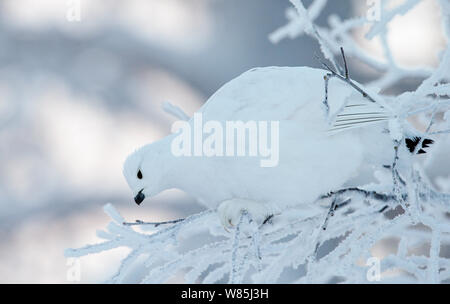 Moorschneehuhn (Lagopus Lagopus) thront auf Zweig, Kiilopaa, Inari, Finnland, Januar. Stockfoto