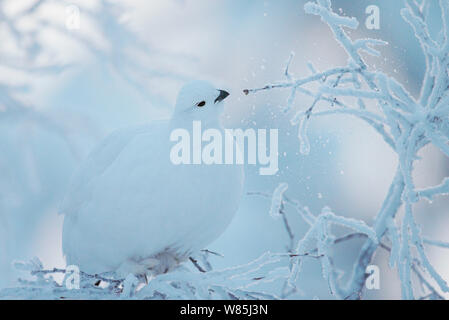 Moorschneehuhn (Lagopus Lagopus) thront auf Zweig, Kiilopaa, Inari, Finnland, Januar. Stockfoto