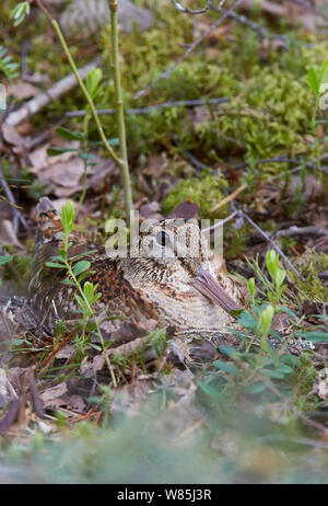 Waldschnepfe (Scolopax rusticola) am Nest, Vaala, Finnland, Juni. Stockfoto