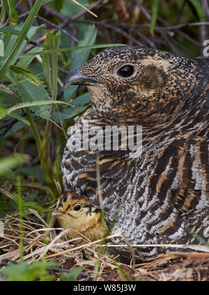 Das birkhuhn (lyrurus tetrix) weiblich und Küken im Nest Vaala, Finnland, Juni. Stockfoto