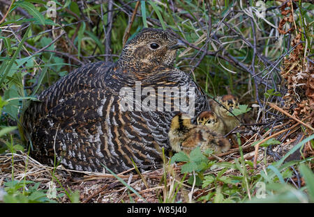 Das birkhuhn (lyrurus tetrix) weiblich und Küken im Nest, Vaala, Finnland, Juni. Stockfoto